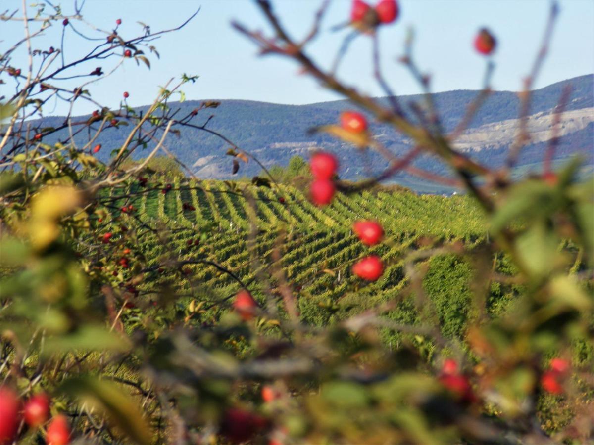 Tokaj Hill Panorama Guesthouse Szerencs Luaran gambar